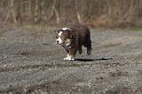 BERGER AUSTRALIEN PUPPIES 291